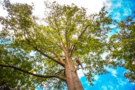Best Tree Maintenance Programs  in Al Creek, CO