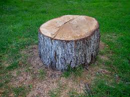 Best Tree Health Inspection  in Al Creek, CO