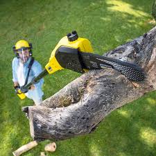 Best Lawn Pest Prevention  in Al Creek, CO