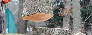 Best Emergency Tree Removal  in Al Creek, CO