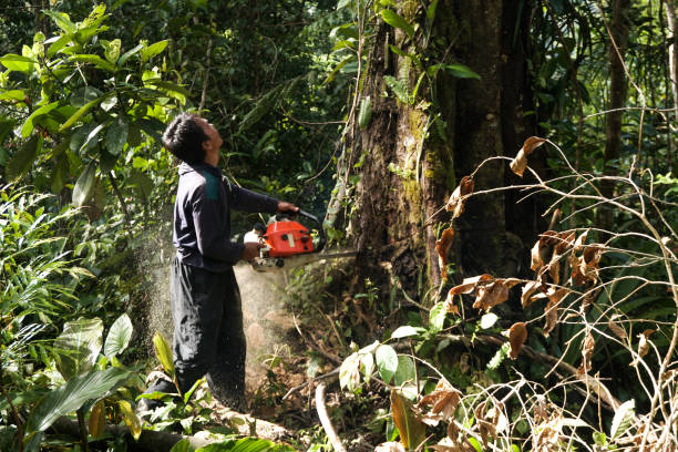 Best Commercial Tree Services  in Al Creek, CO