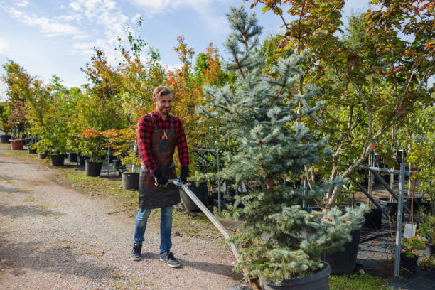 Lawn Watering Services in Coal Creek, CO