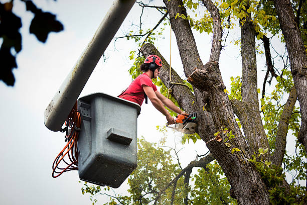Best Hazardous Tree Removal  in Al Creek, CO