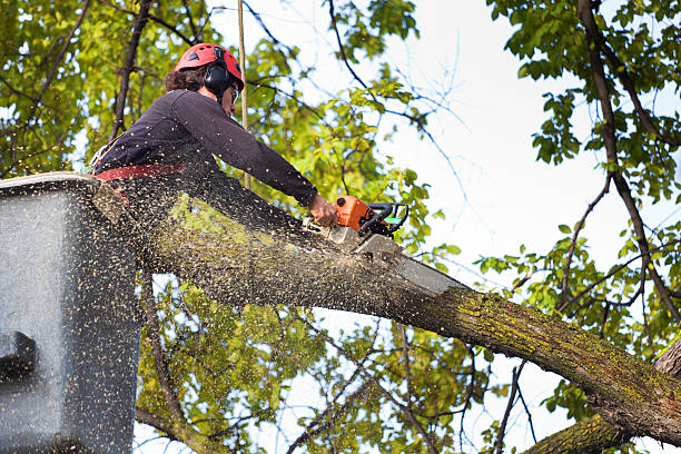 Best Fruit Tree Pruning  in Al Creek, CO