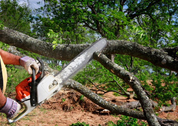 Best Aeration Services  in Al Creek, CO