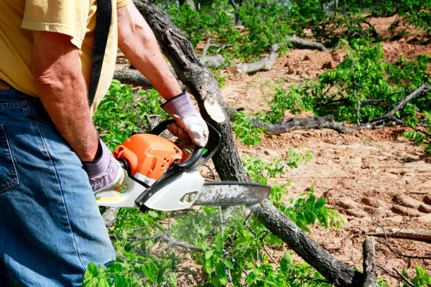 Best Tree Removal  in Al Creek, CO